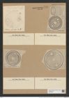 Auliscus punctatus var. carpentariae (Grun.) Rattr (de-Toni-Nr.: Genus 171, Species 4326) Zeichnungen Sammlung Grunow Nr. 7891 (NHMW-BOT-W0377159)
